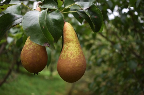 Two conference pears growing on a pear tree
